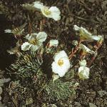 saxifragaforburseriana
