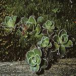 saxifragaforcotyledon1