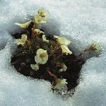 saxifragaforinsnowburseriana