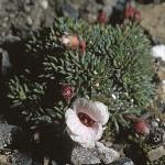 saxifragaforirvingiijenkinsiae
