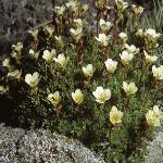 saxifragaforpixiealba1