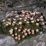 saxifragaforpixie1