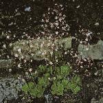 saxifragaforxurbium1