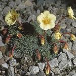 saxifragafor1burserianasulphurea