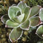 saxifragafor1cotyledon
