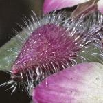 tradescantiaflobudcandersonianagroup