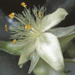 tradescantiaflo1andersonianagroup