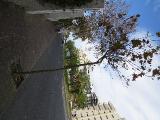 tIMG6056indextree98frompestanapromenadetoforuminfunchalgarnonswilliams