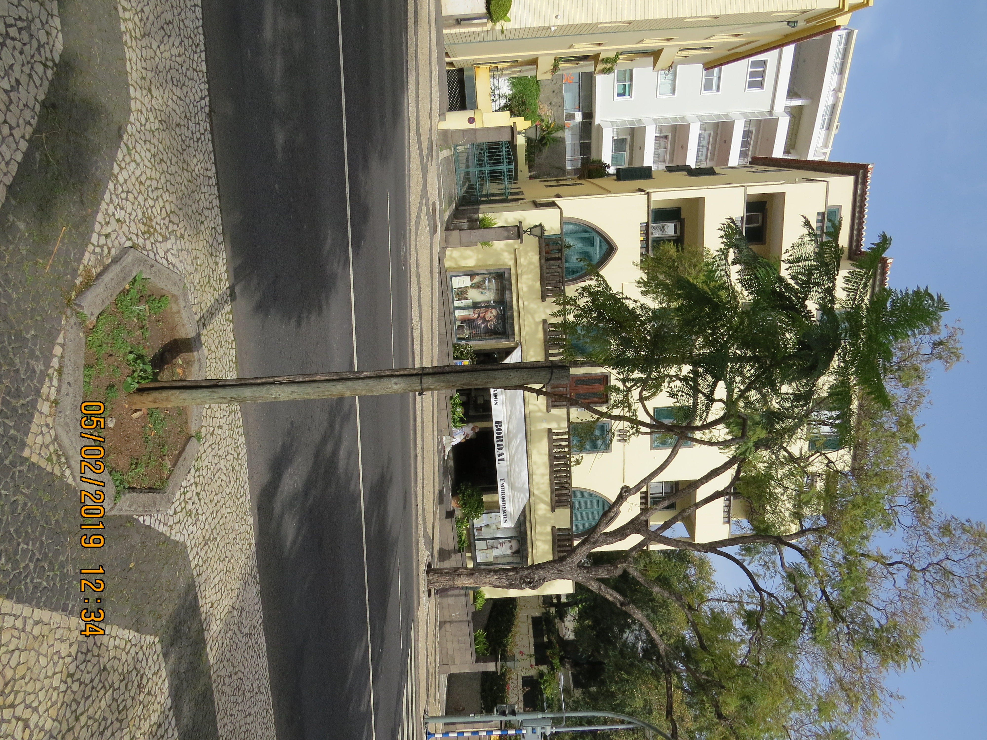 tree130frommirimartofunchalnewbeanpoletreeIIMG0074