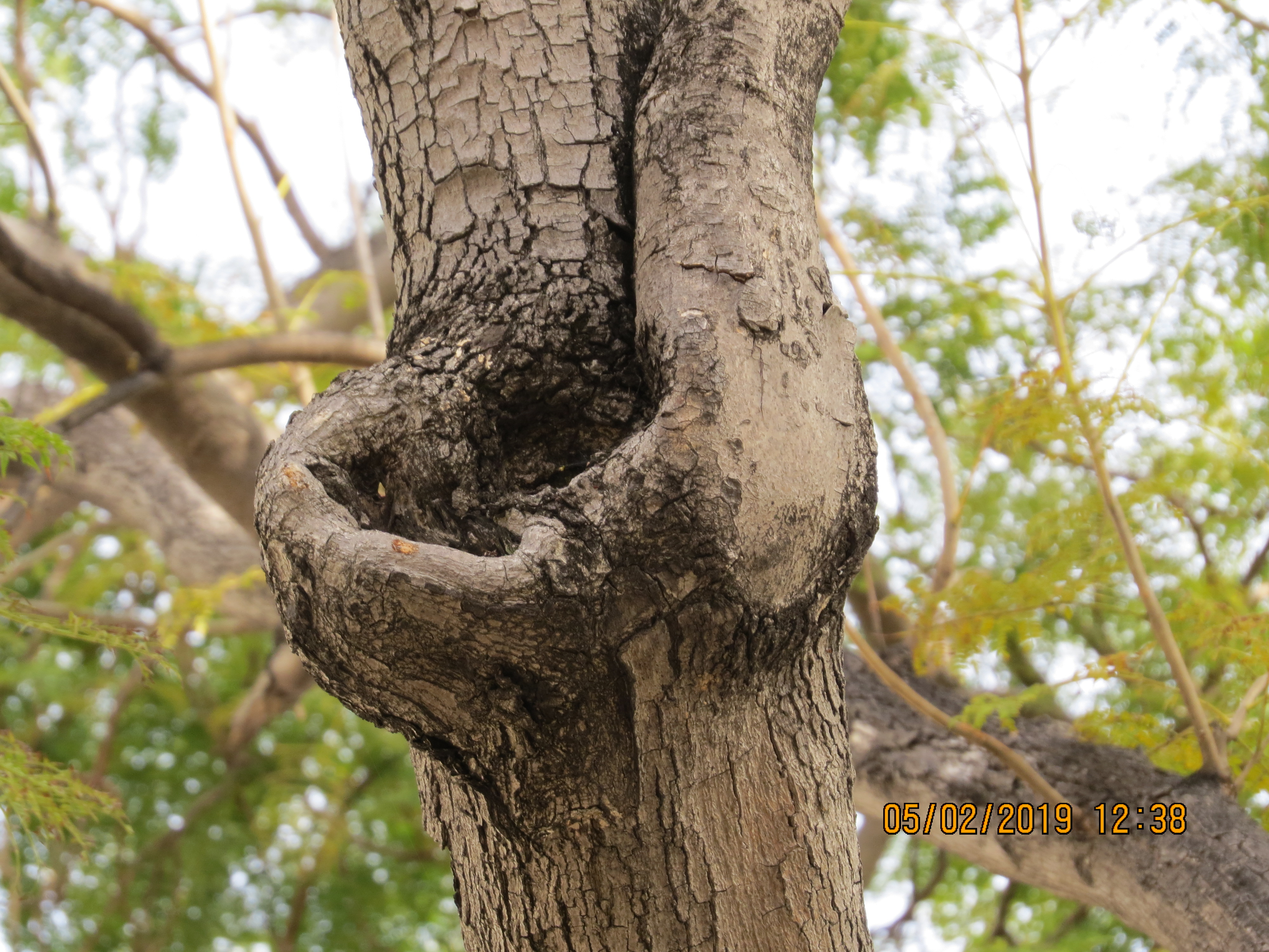 tree132frommirimartofunchaldoubletrunkIMG0080