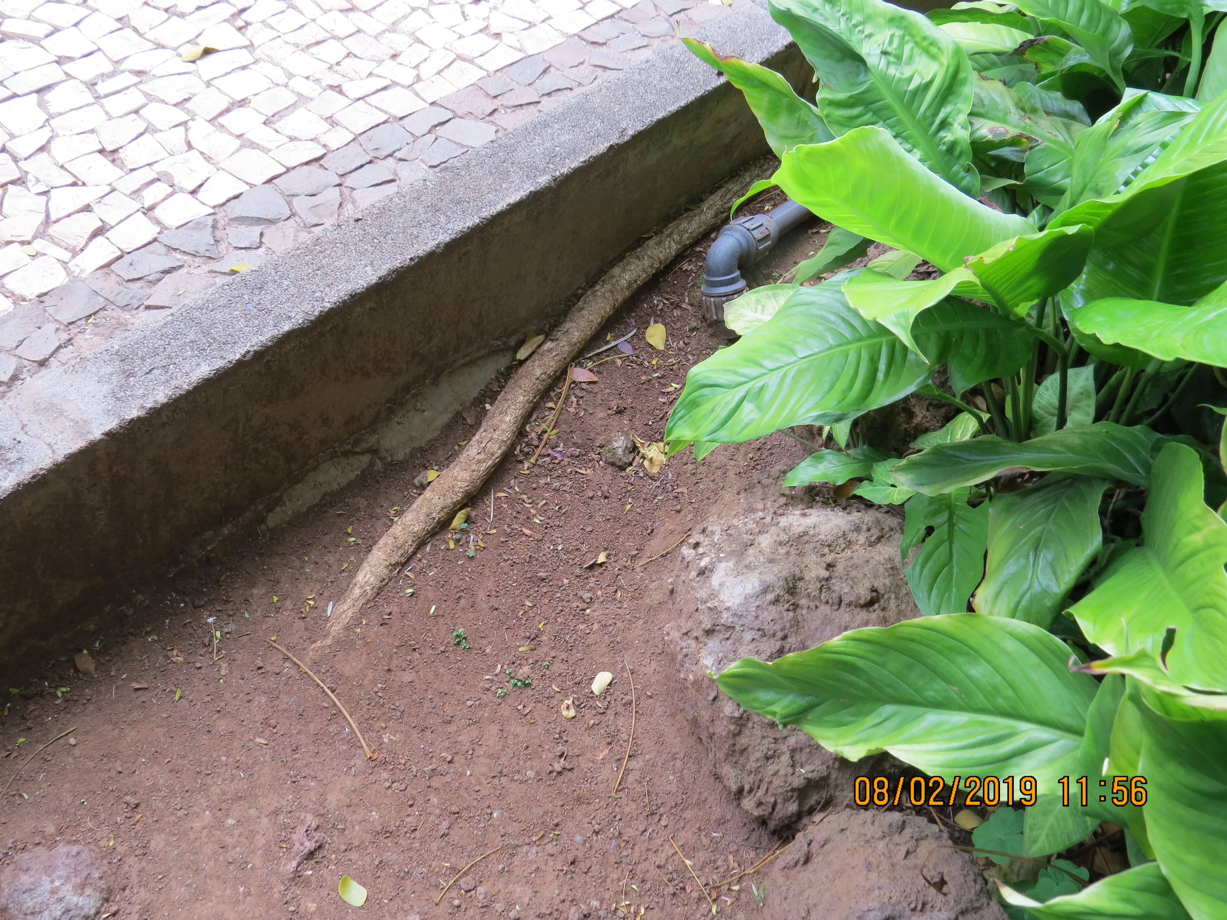 tree80frompestanamirimarinmirimarfrontgardentreerootbypavementIMG0187