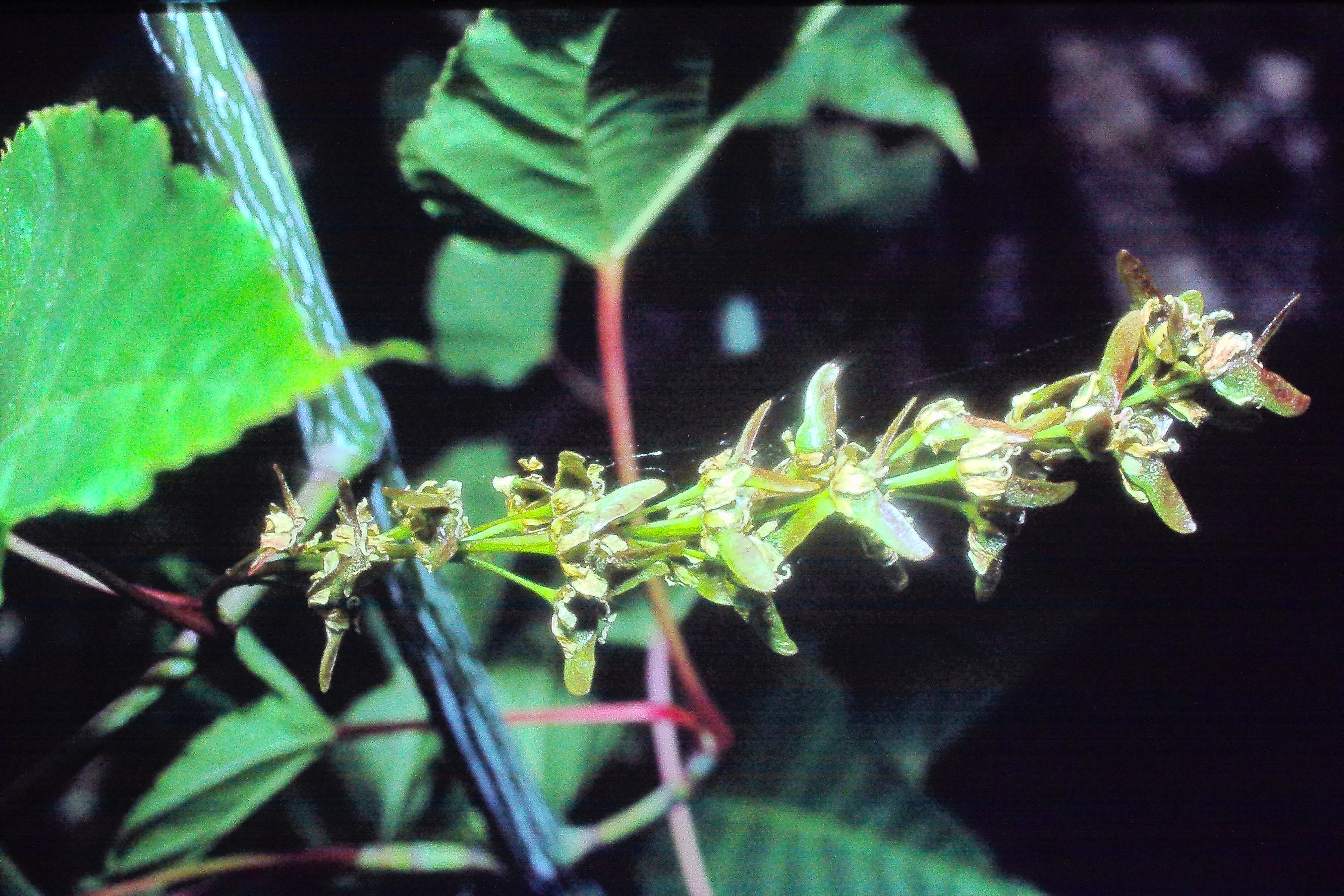 acerdavidiiPICT00105a