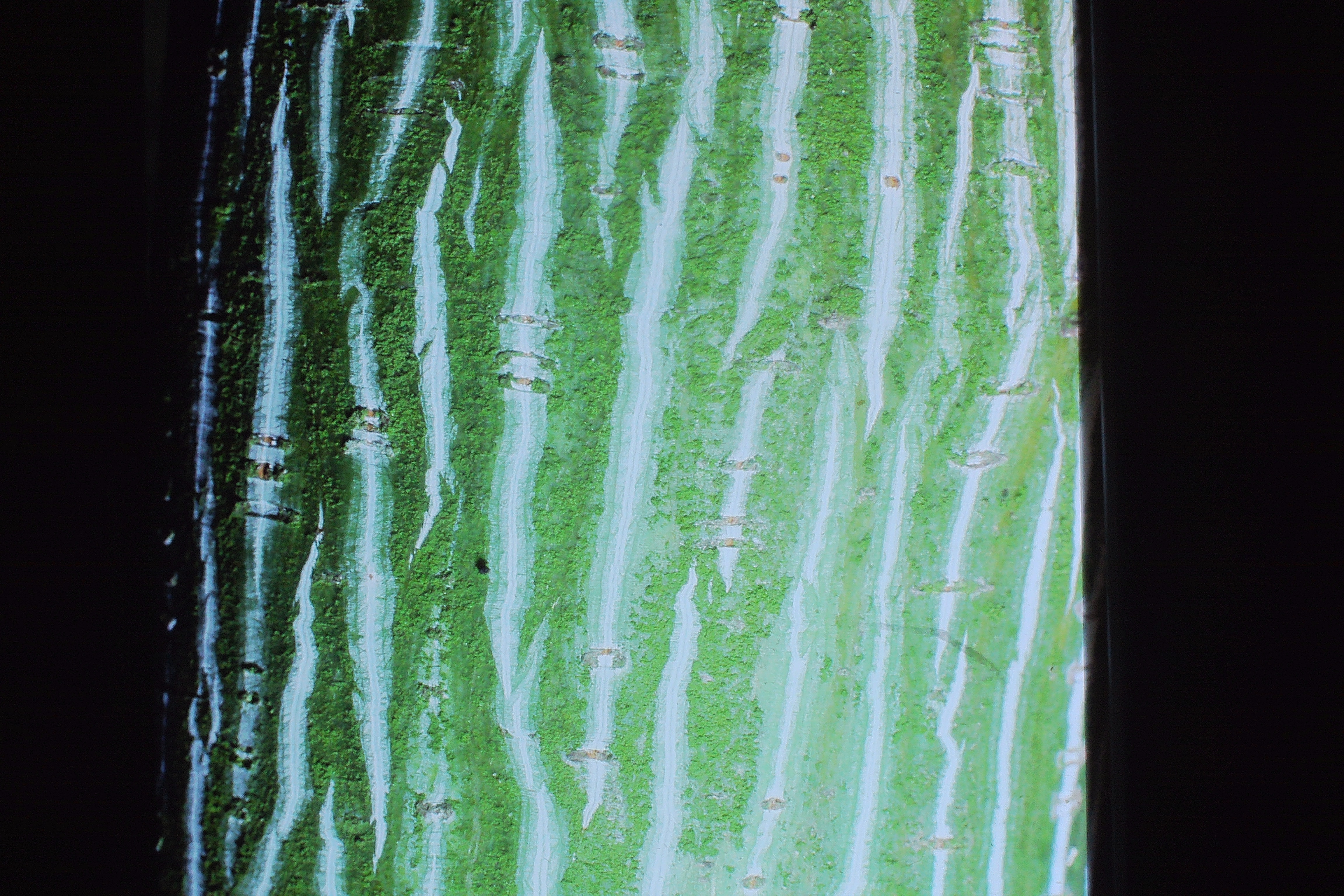 acerdavidiibarkPICT00113a