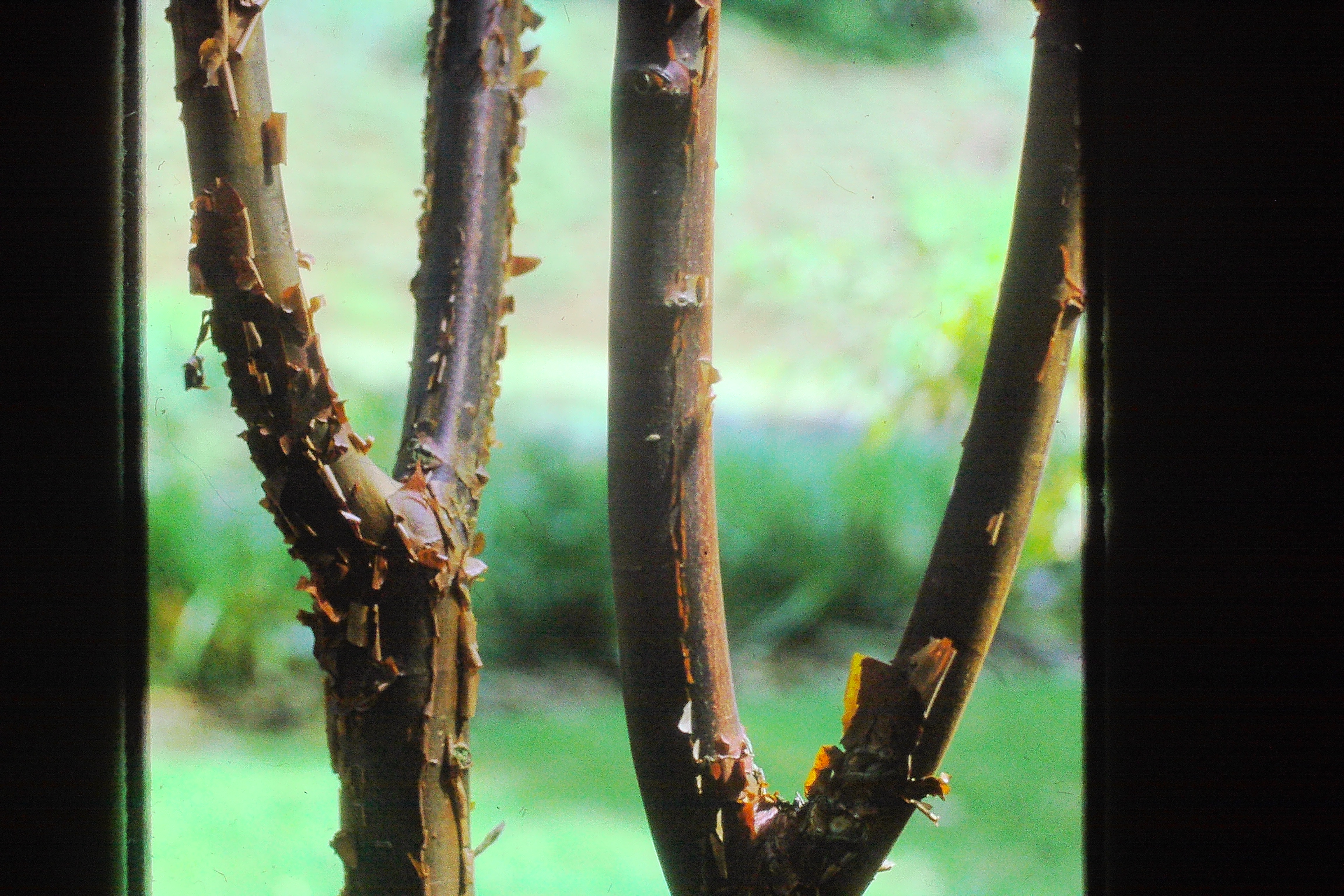 acergriseumpaperbarkmaplemay73PICT00117a