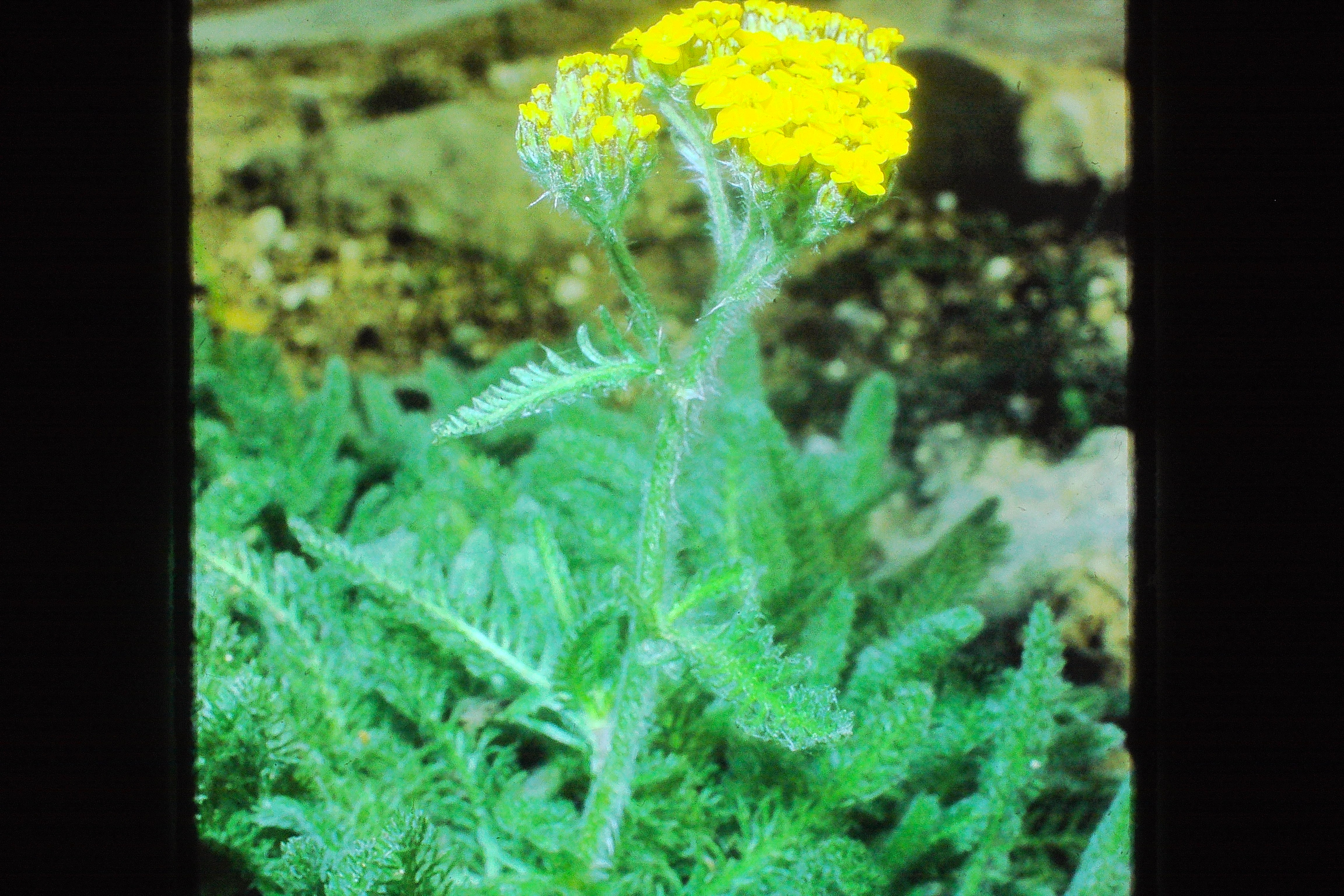 achilleachrysocomaoct70PICT00127a