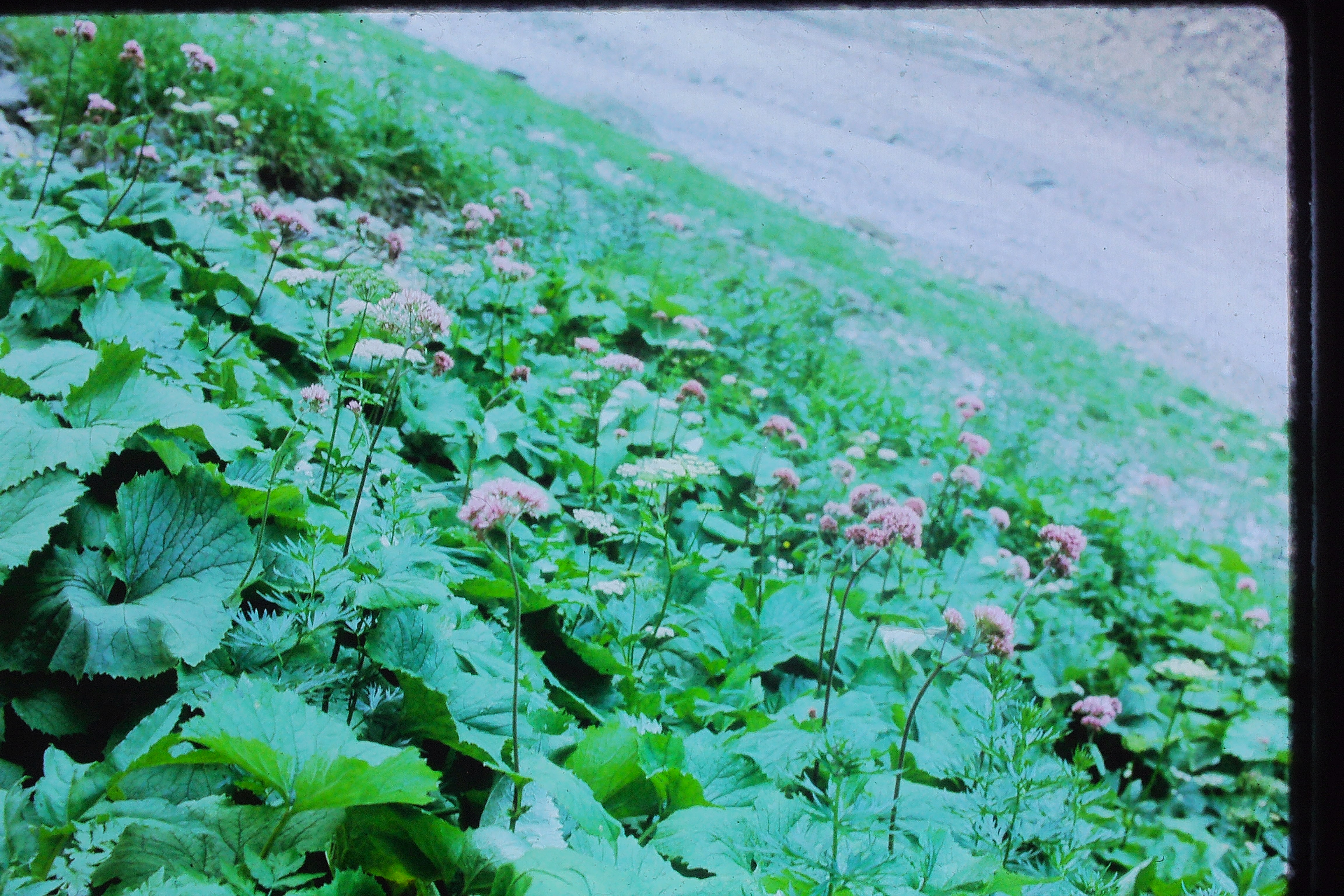 adinostylesalbiconateinodsbachaug64rgfoordPICT001371a