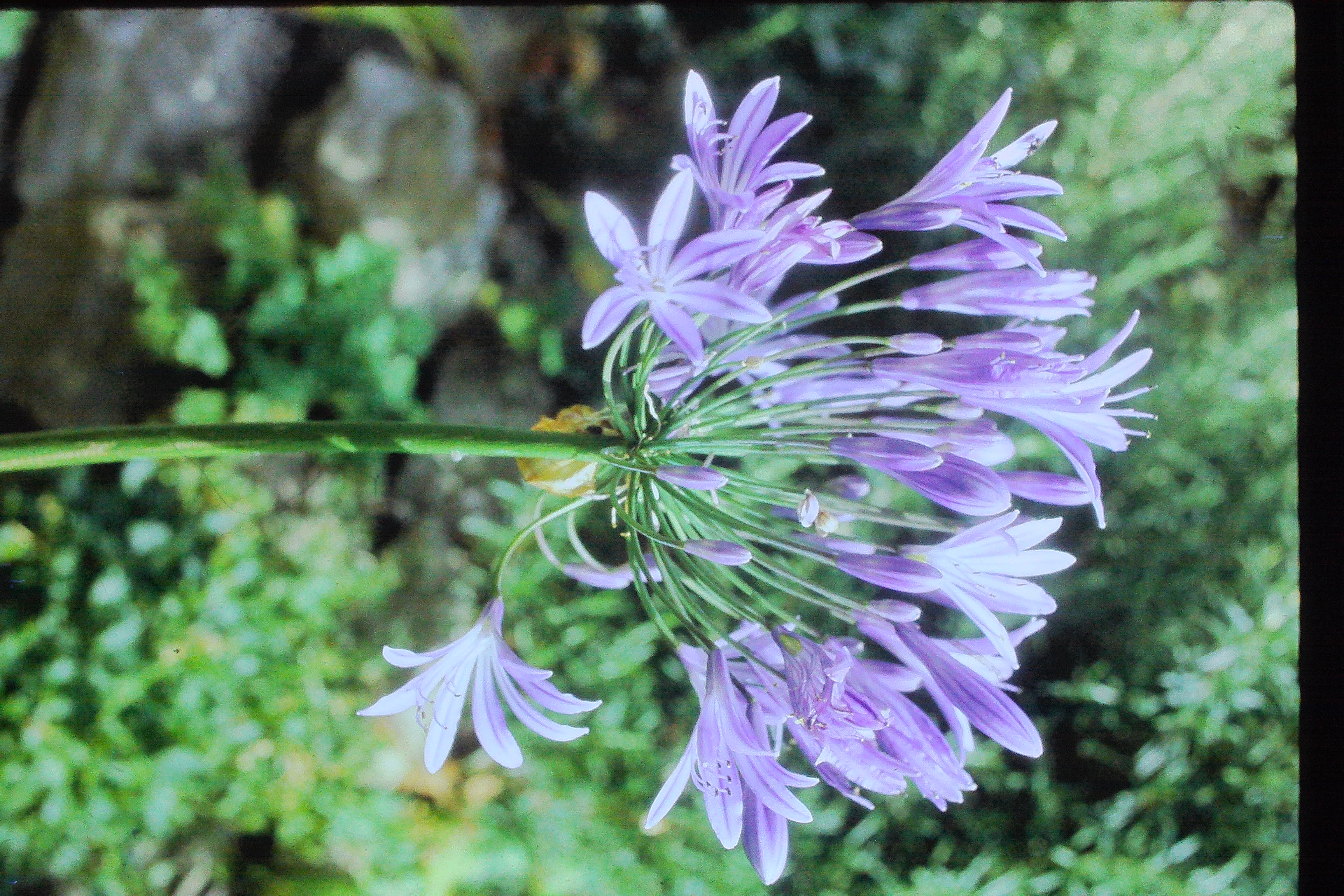 agapanthusafricanusPICT00151a