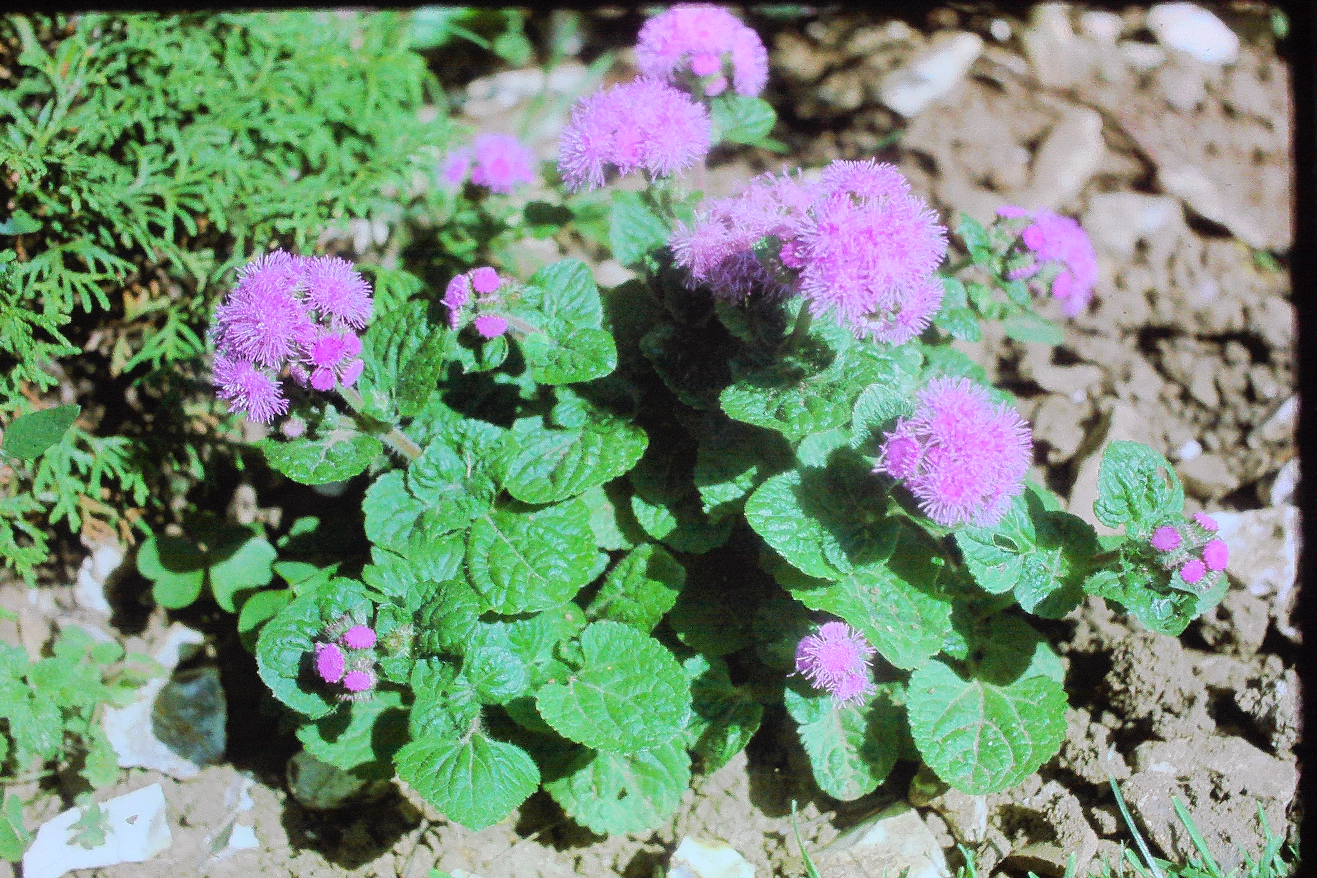 ageratumhoustonianumsep78PICT00160a