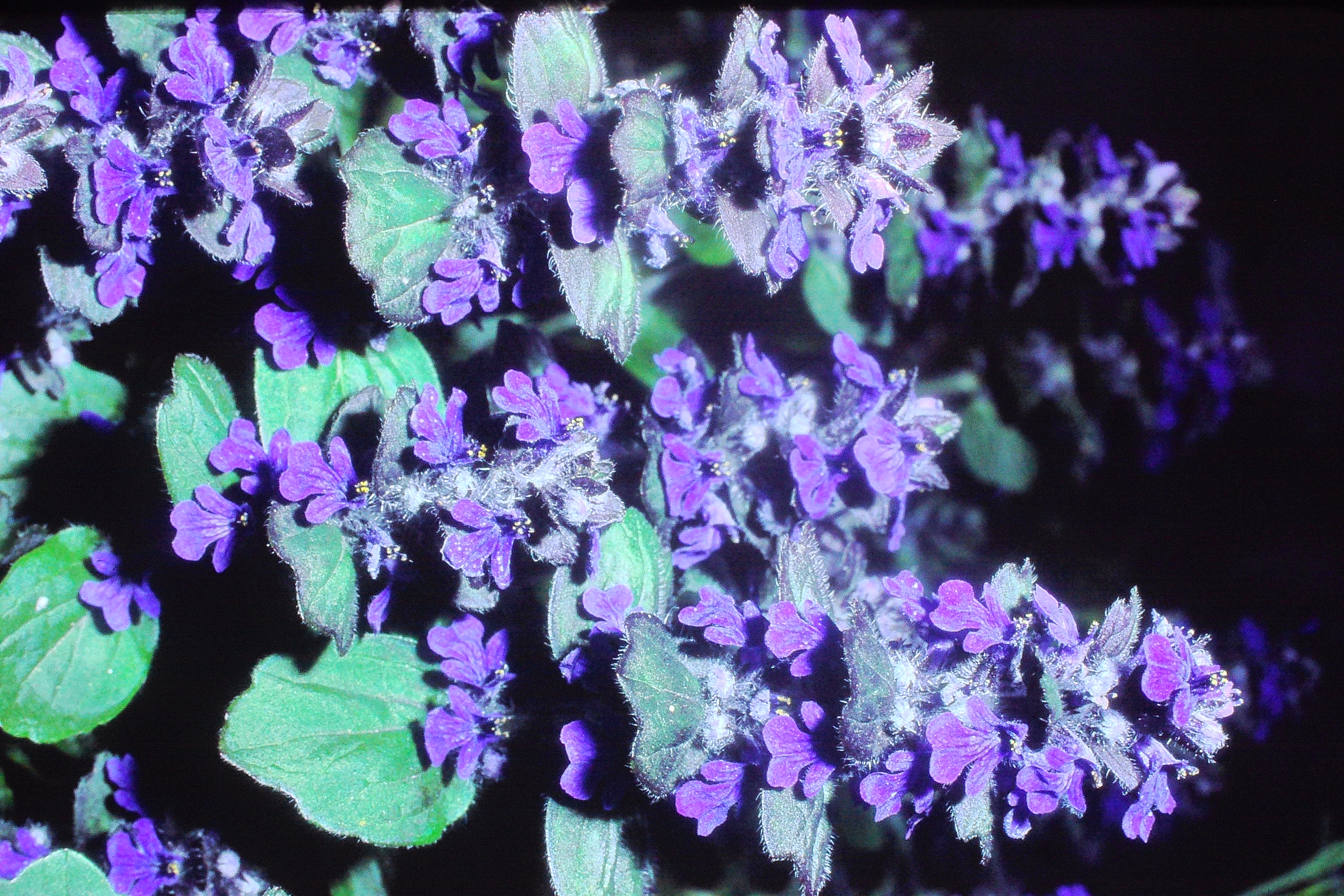 ajugagenevensisPICT00171a