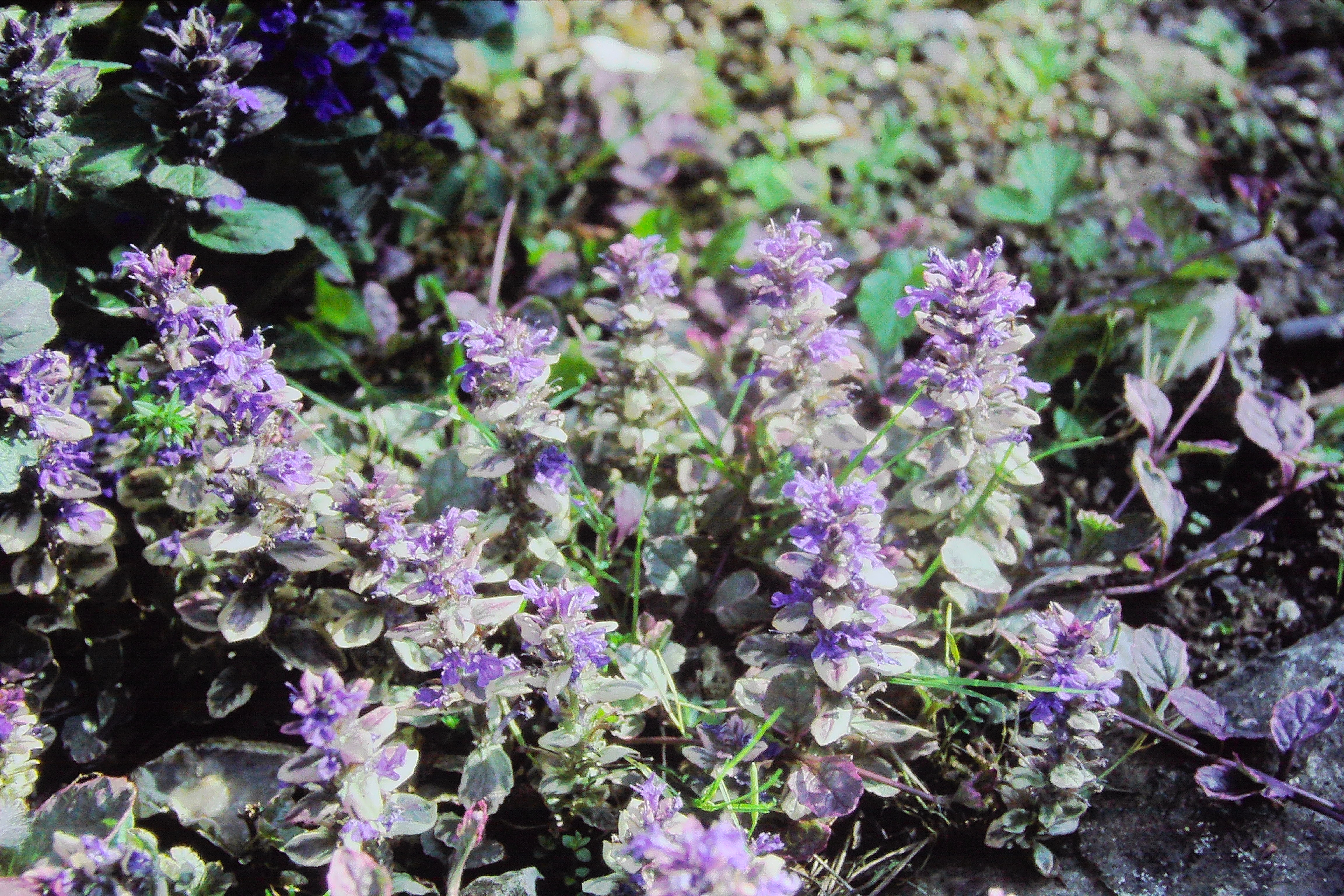 ajugareptansvariegataPICT00180a