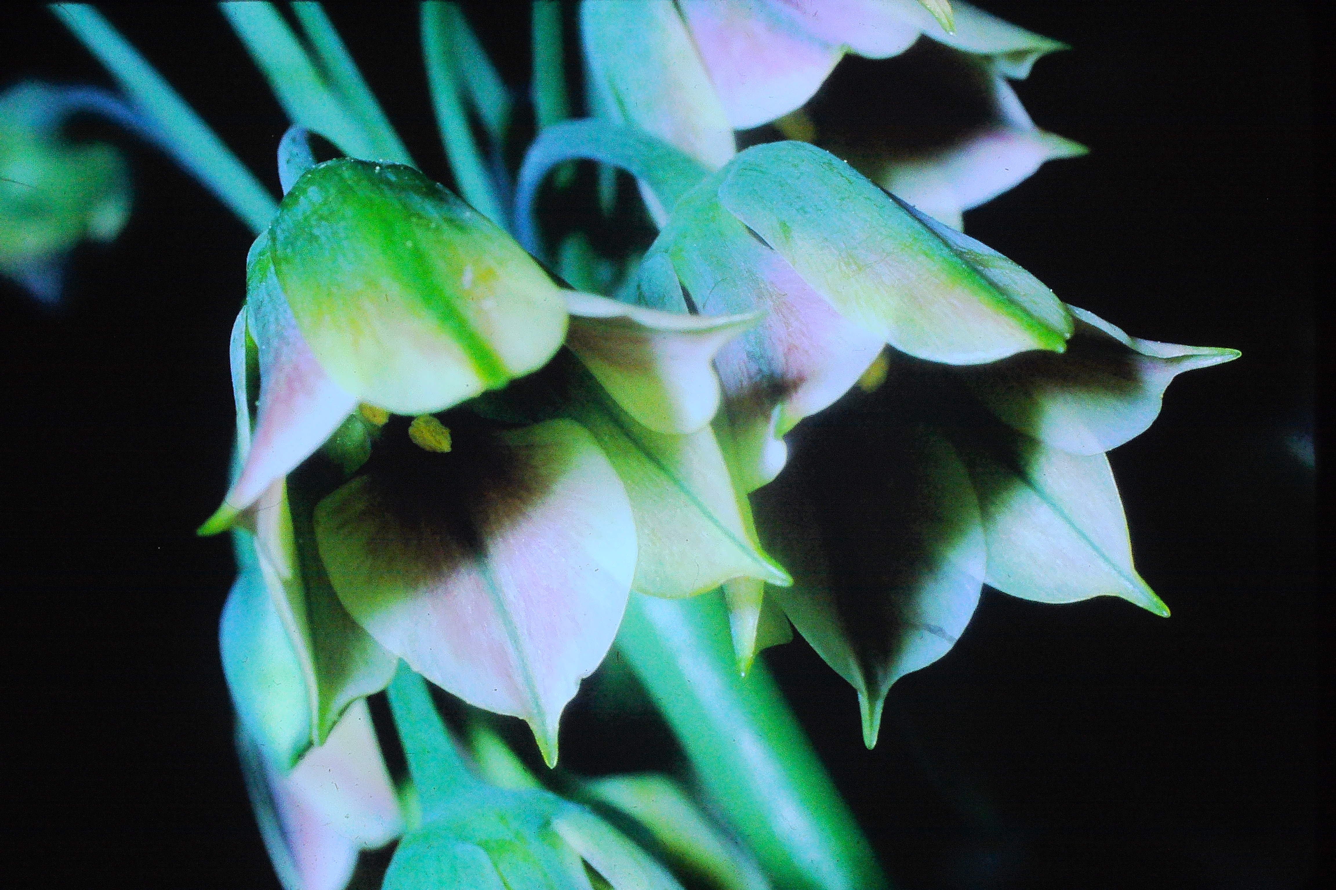 alliumsiculumbavaricummtgorer18669PICT00216a