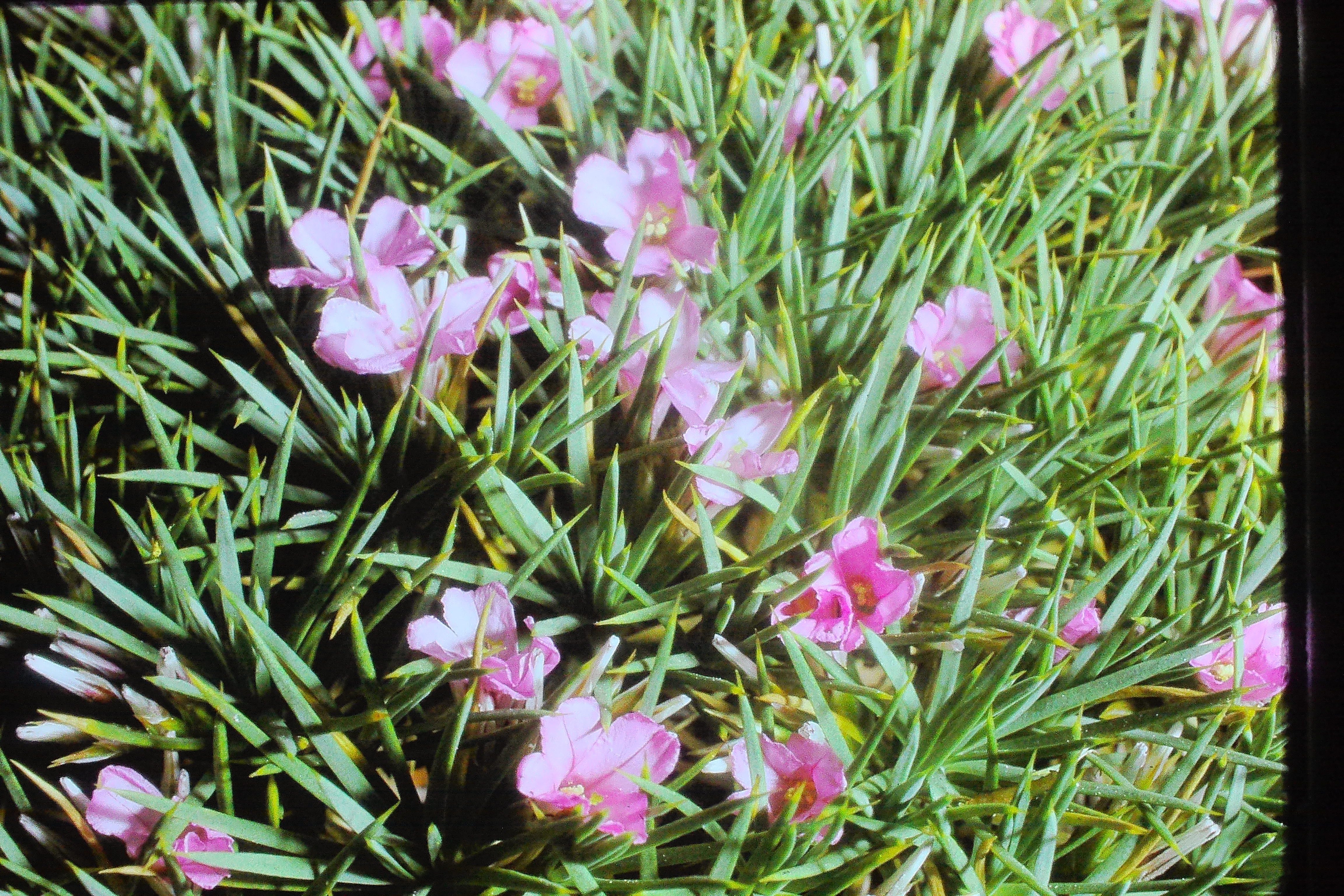 acantholimonspinescensjun70PICT00052a