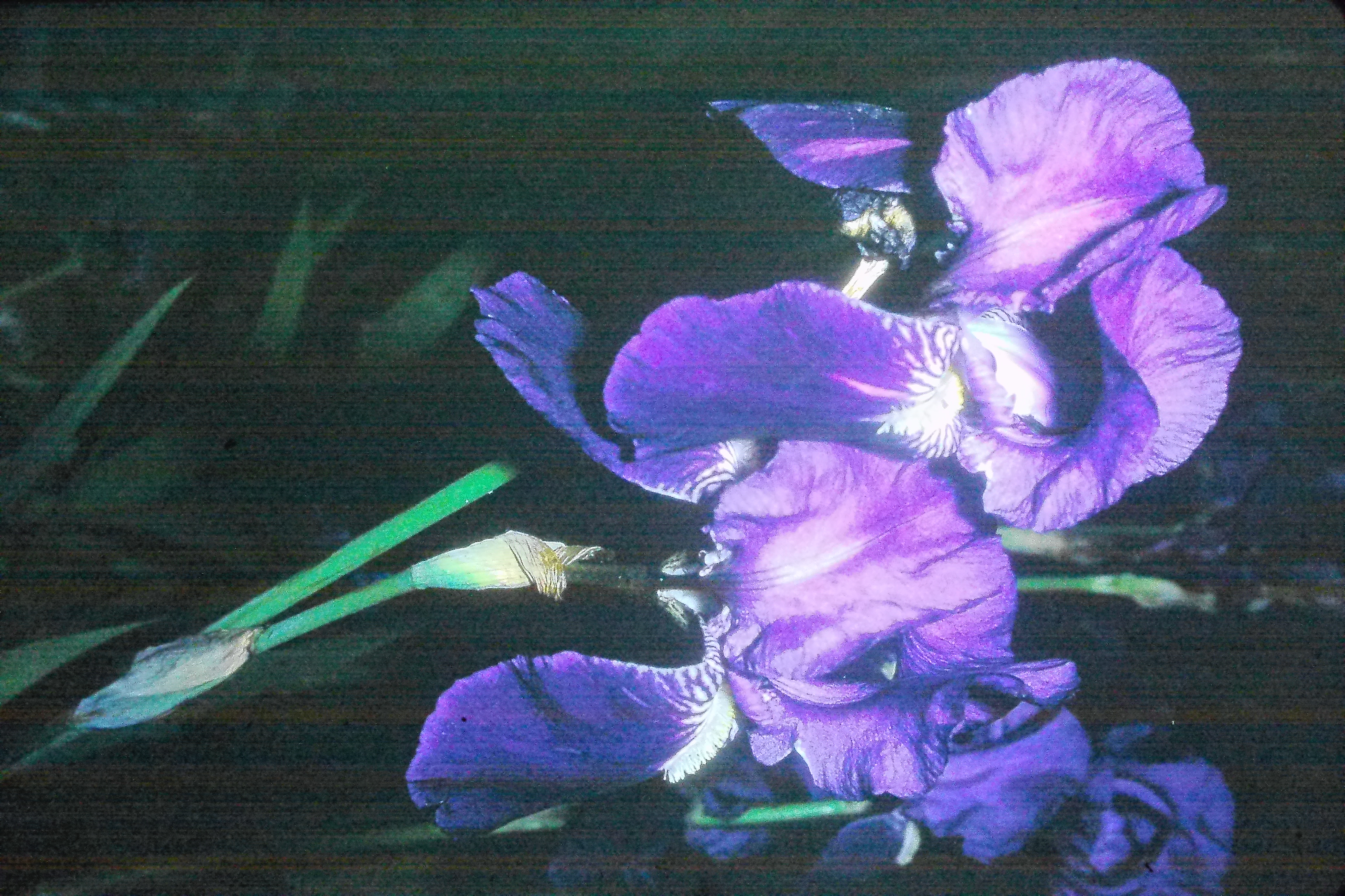 irisgermanicajun70gardenirisPICT02912a