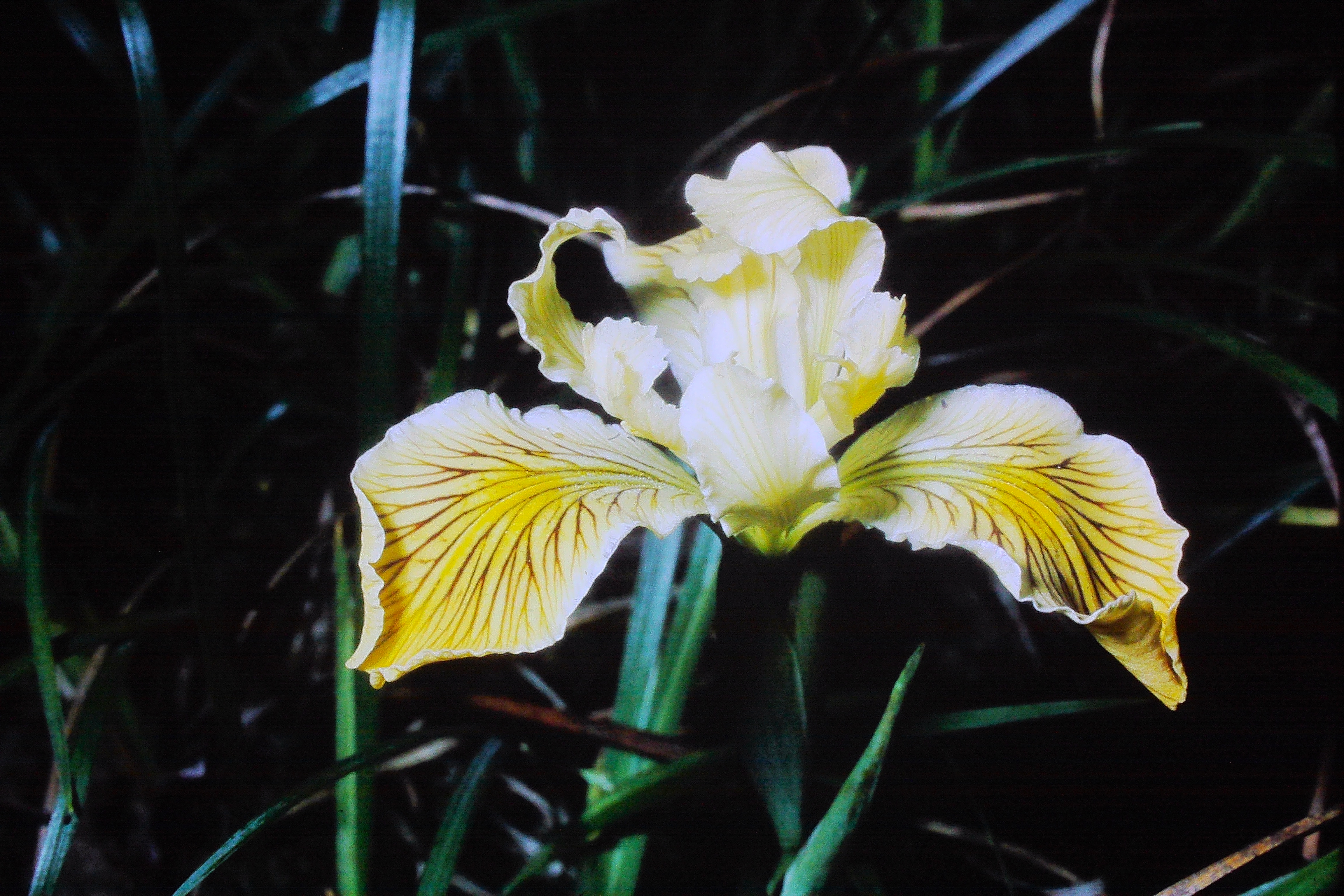 irisinnominata23570wisleyPICT02932a
