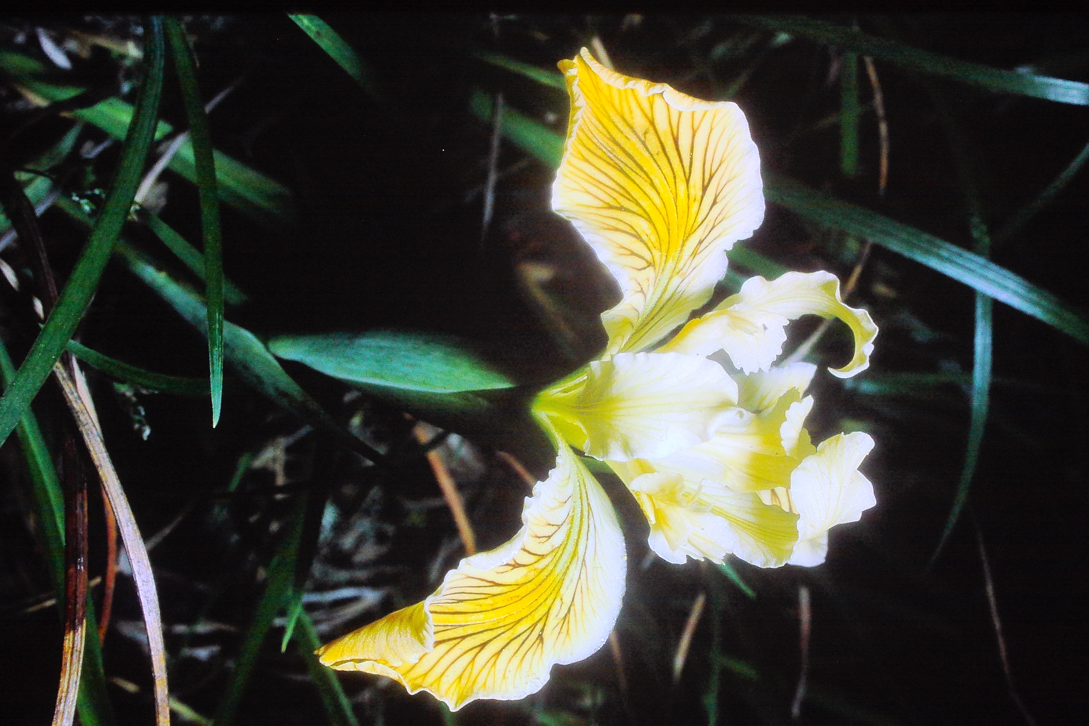 irisinnominata23570wisleyPICT02933a
