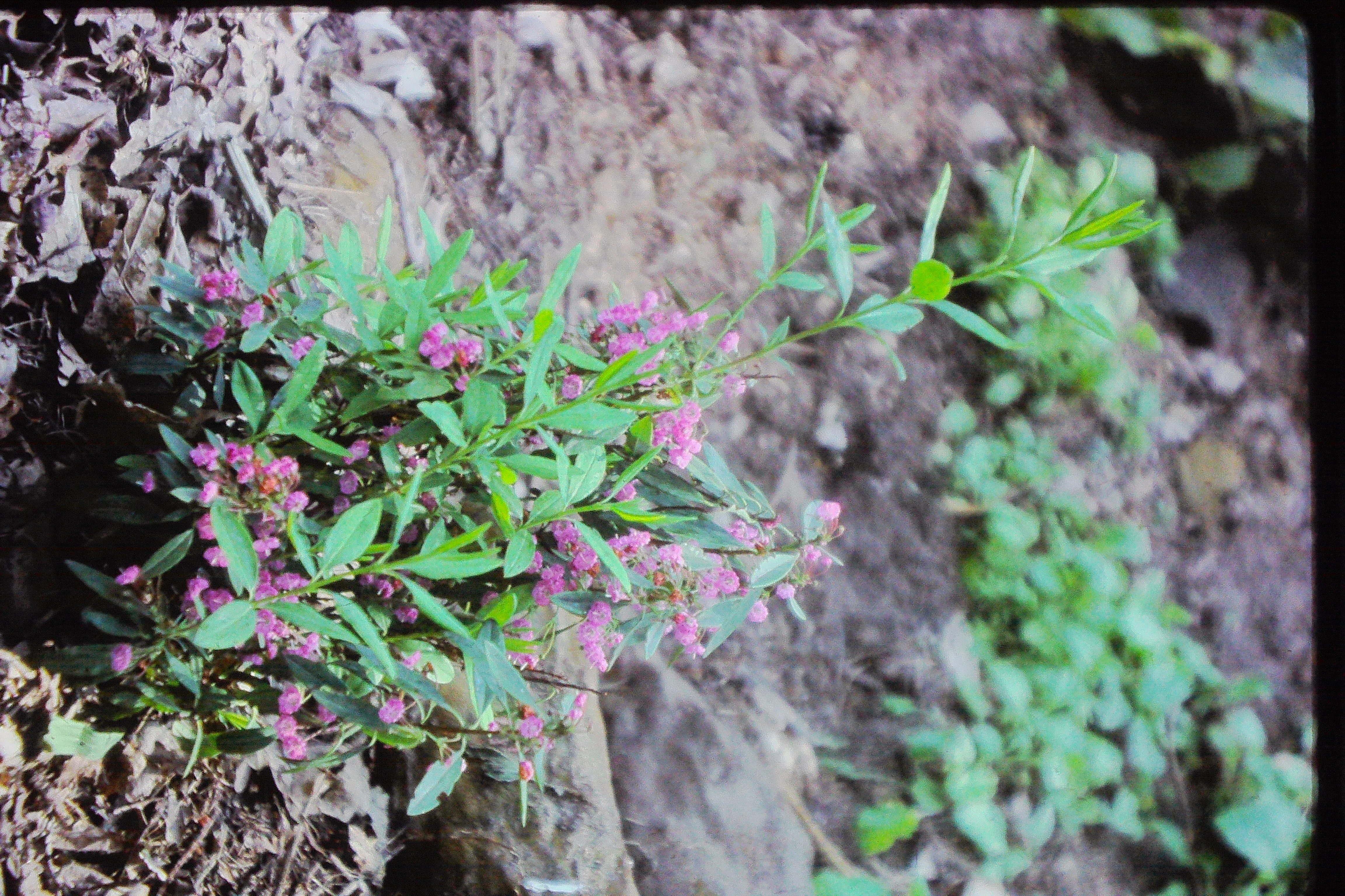 kalmiaangustifoliaPICT03004a