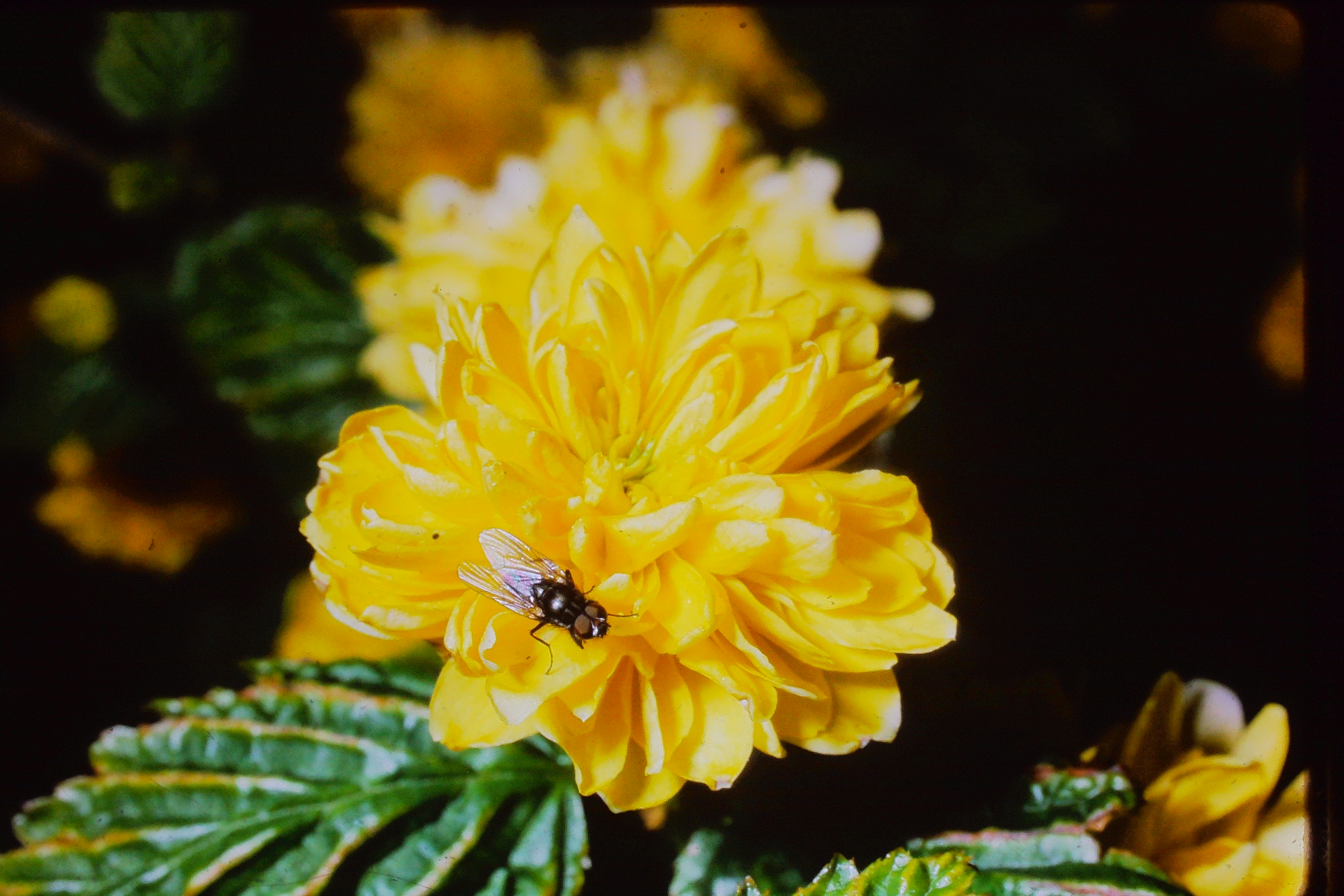 kerriajaponicamay68PICT03008a