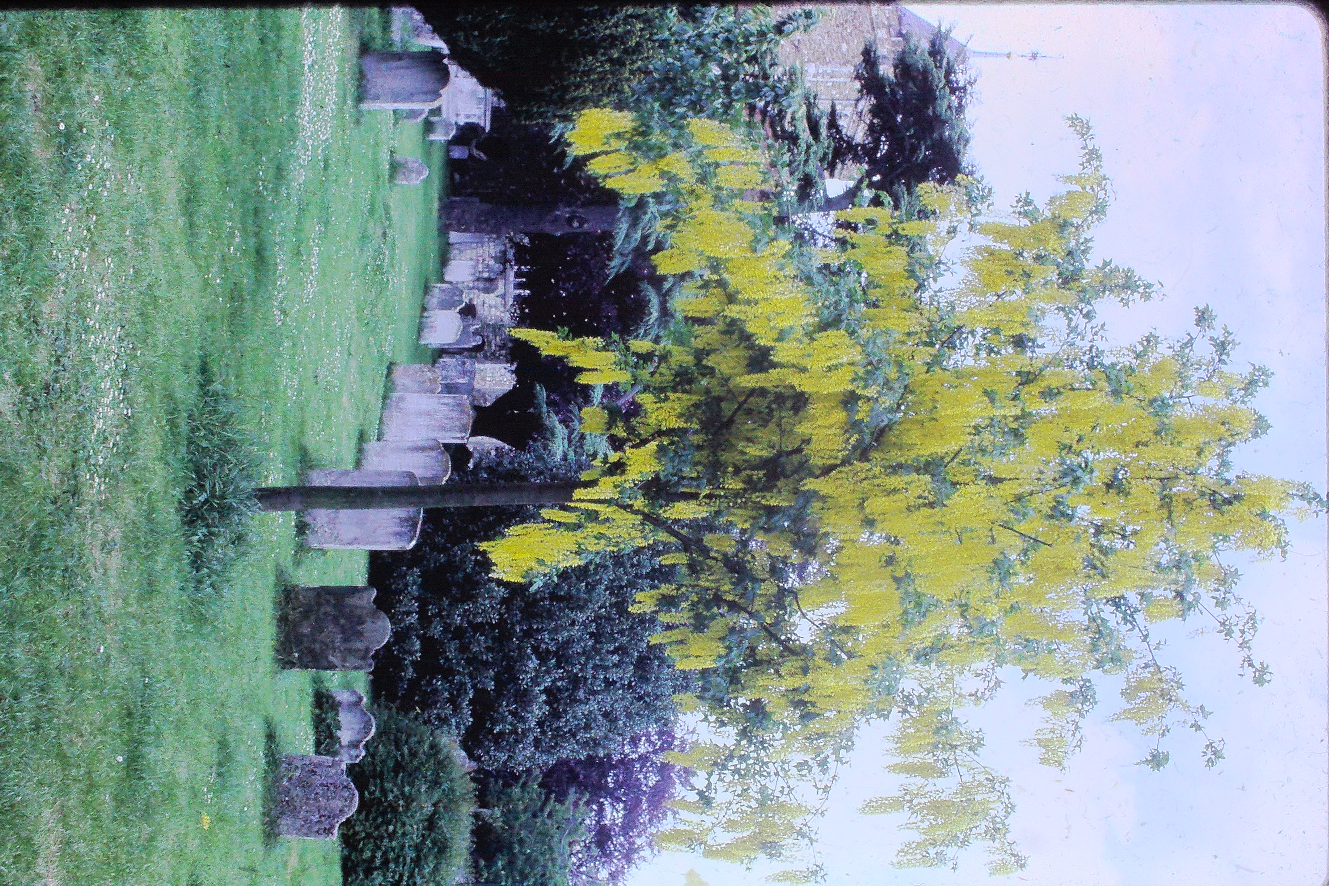labernumalpinum29567inryePICT03041a