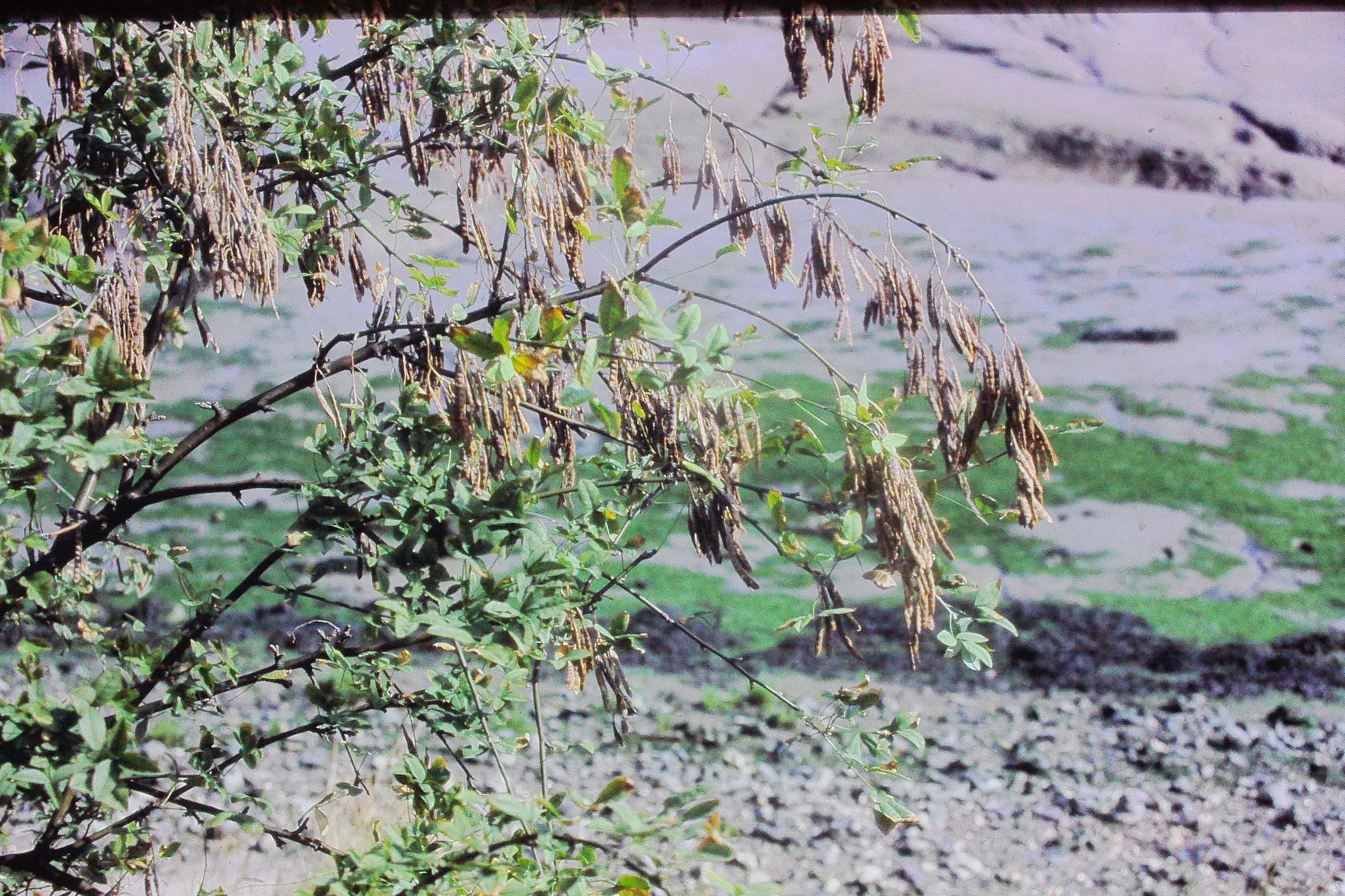 laburnumseedsPICT03039a