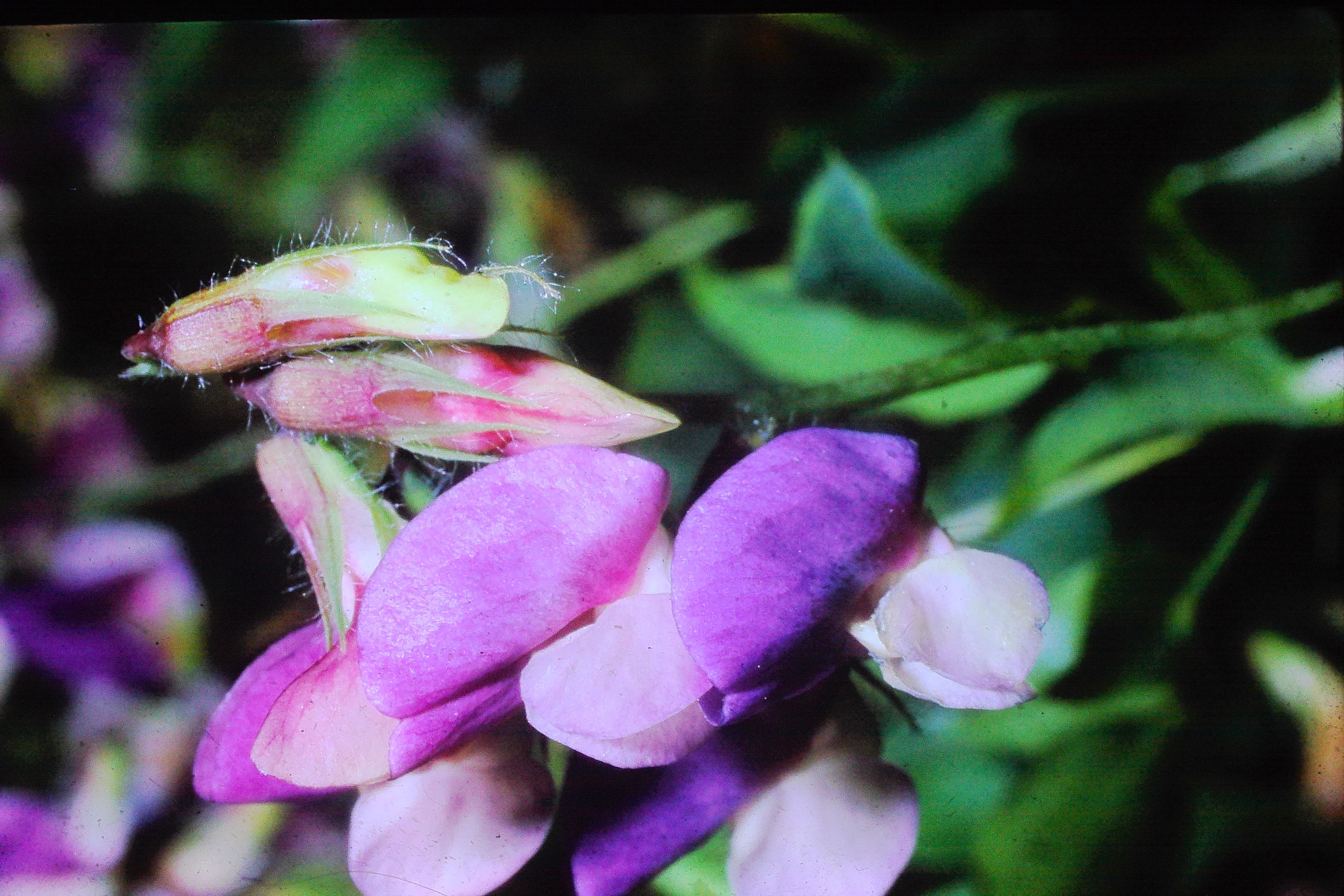 lathyruslaxiflorus18667PICT03052a