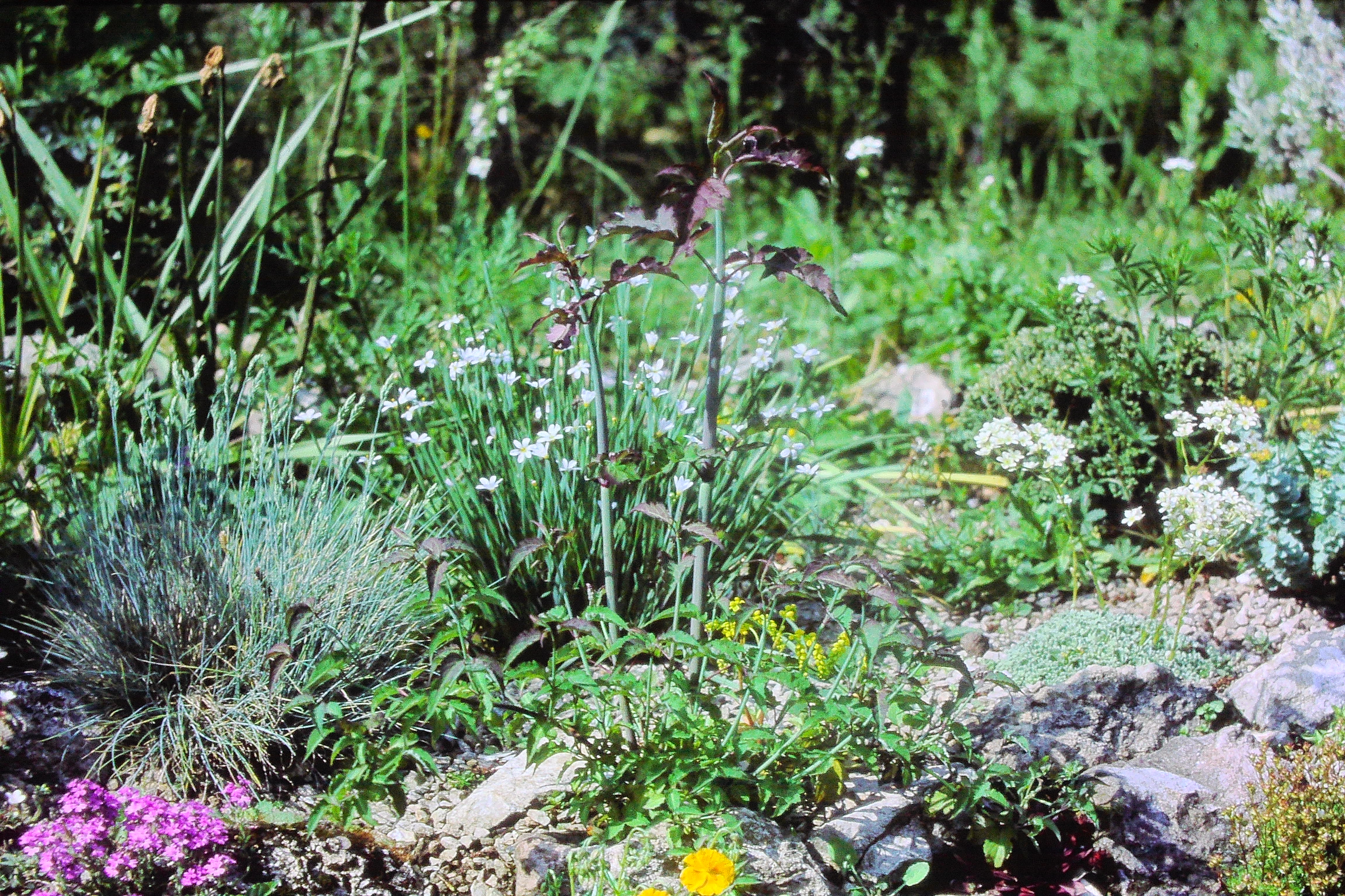 leycesteriaformosaPICT03136a