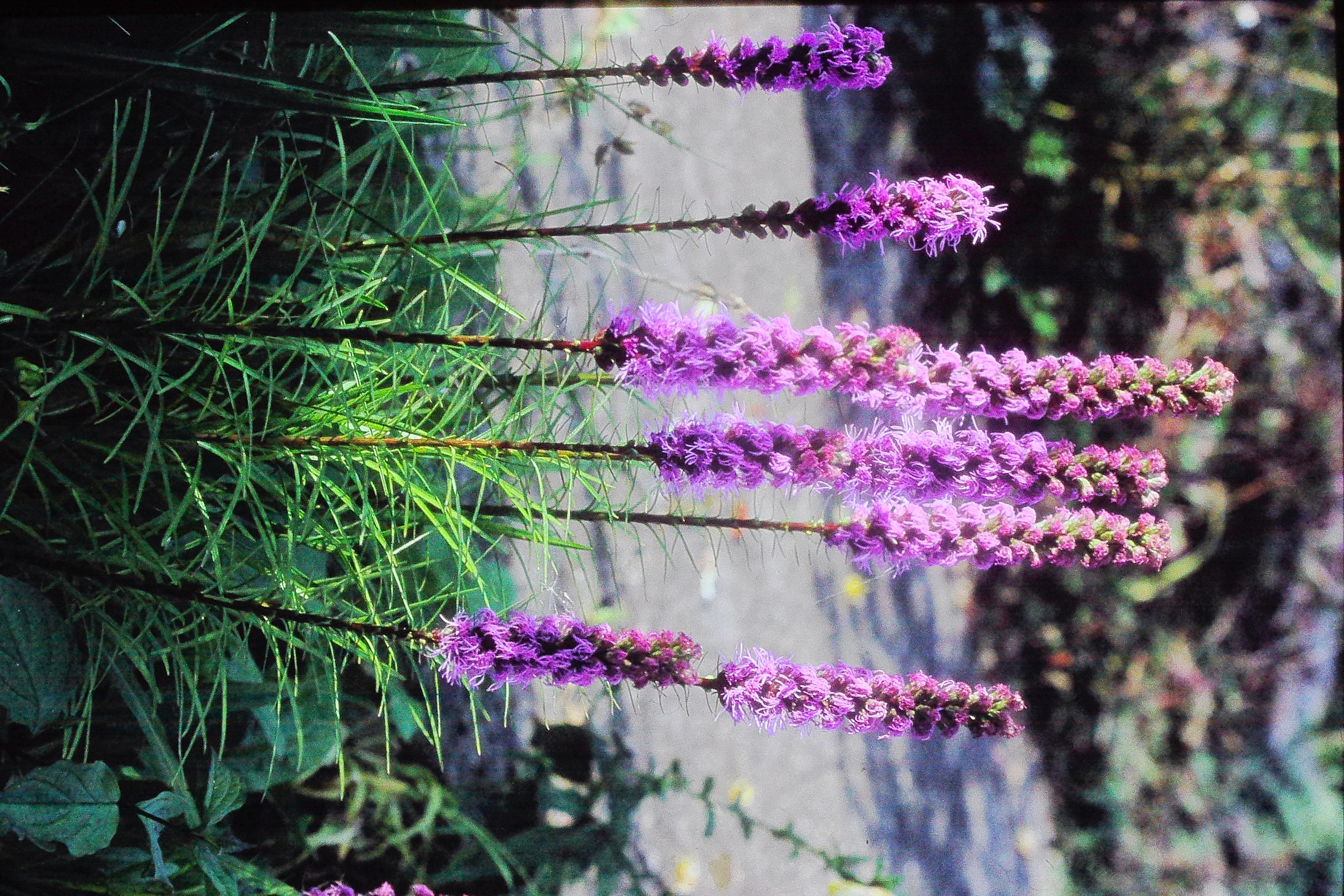 liatrisspicata0991PICT03138a