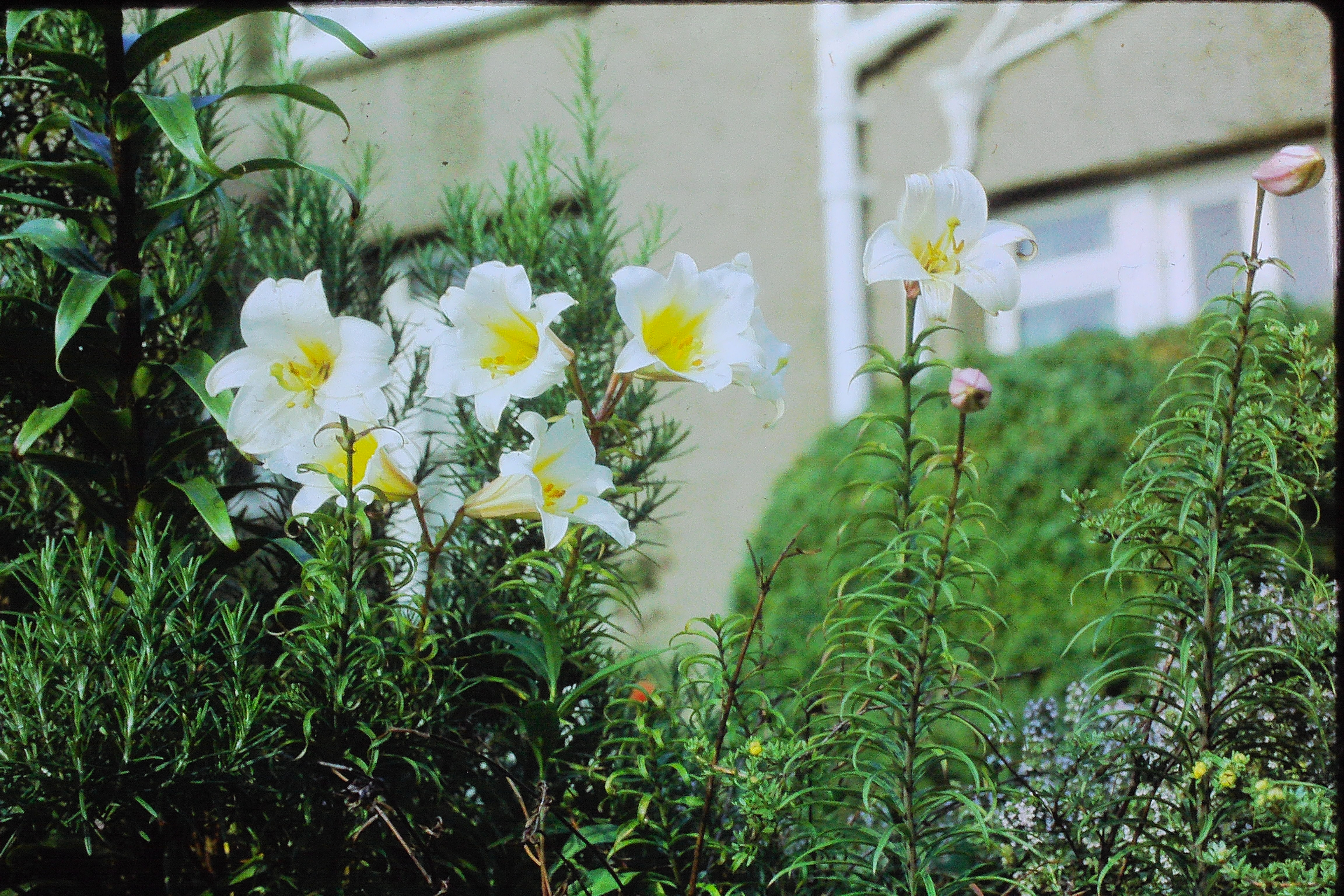liliumauratumPICT03143a