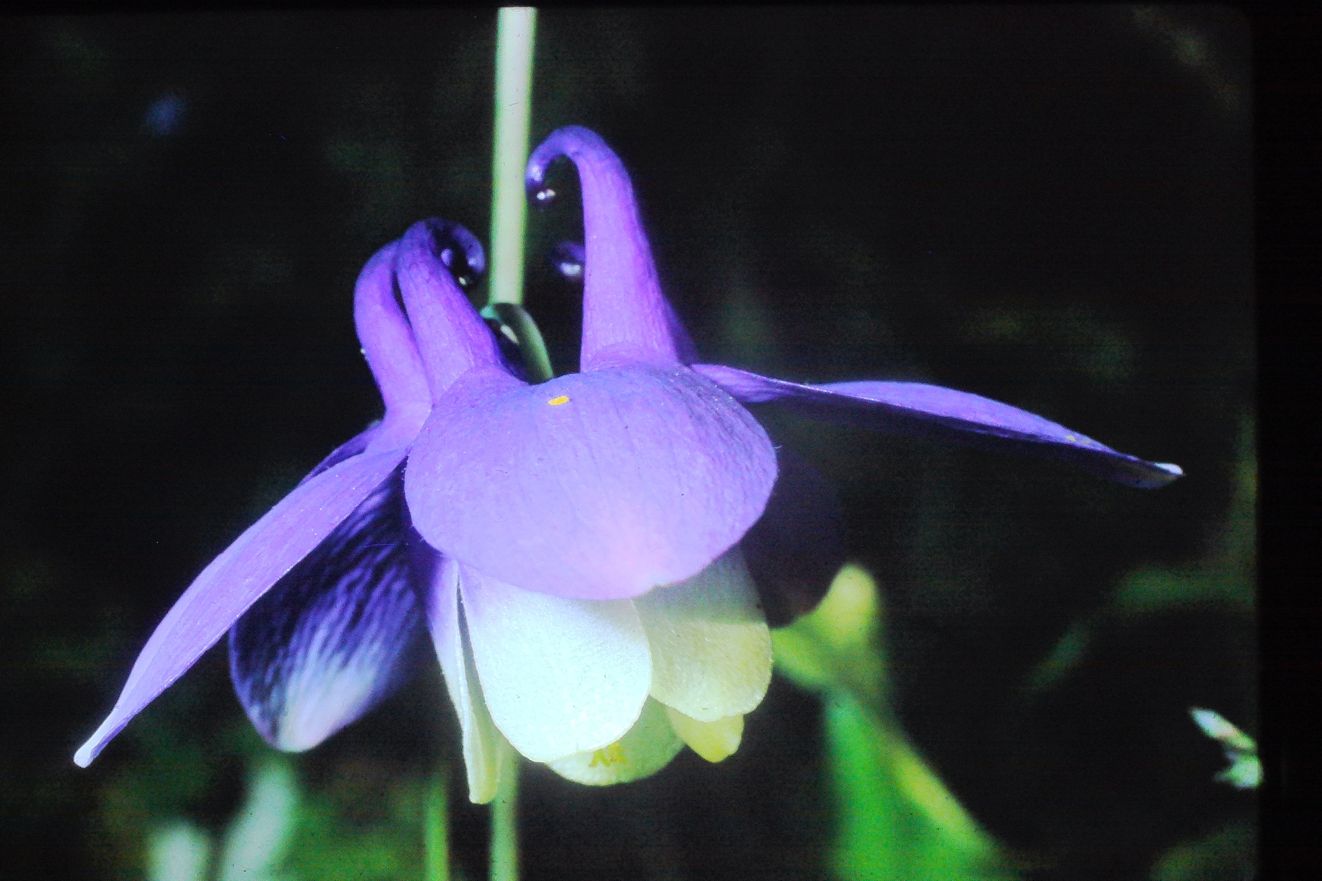 aquilegiabicolorPICT00514a