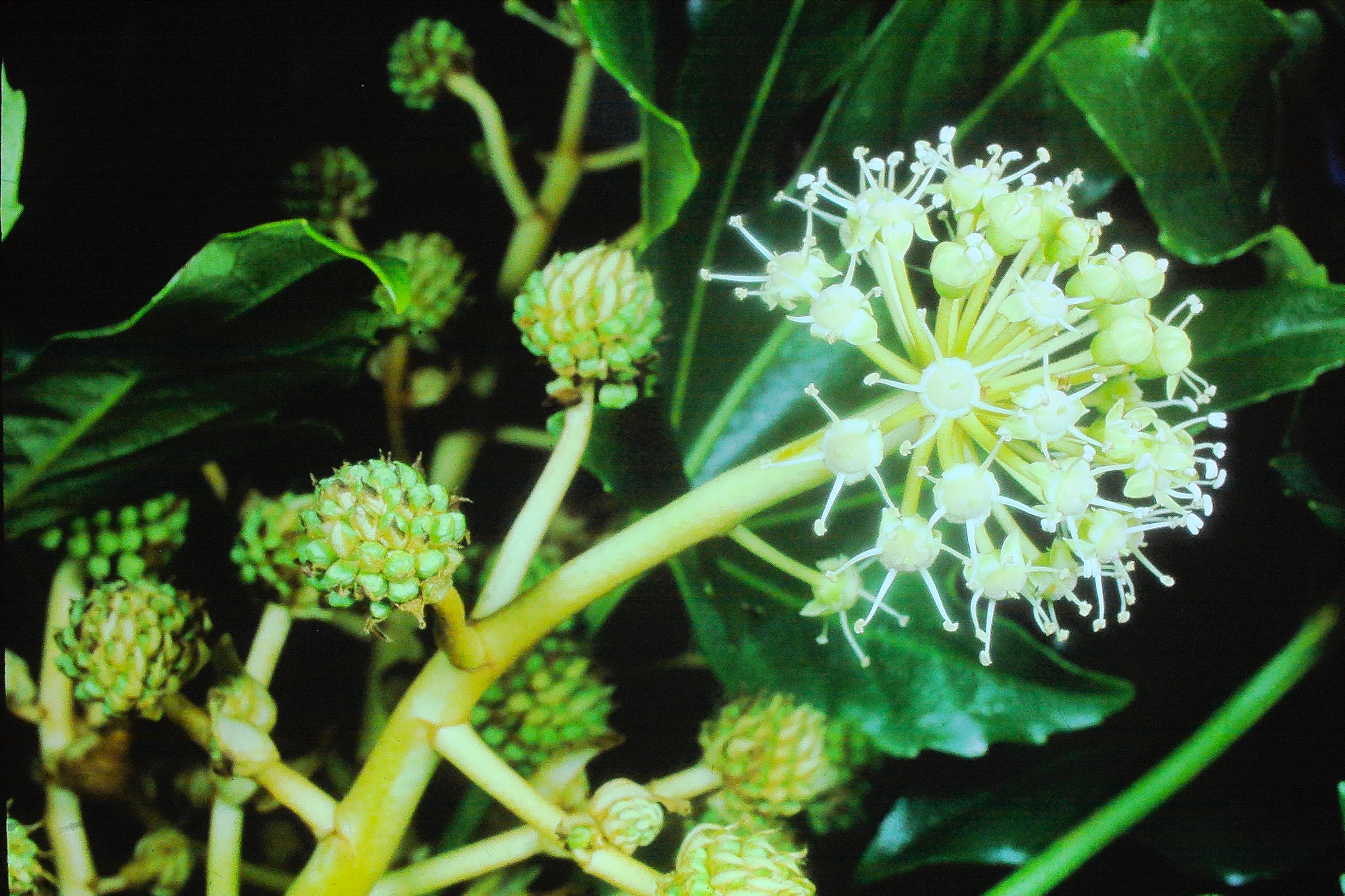 araliasieboldiicastoroilplantnov71PICT00540a