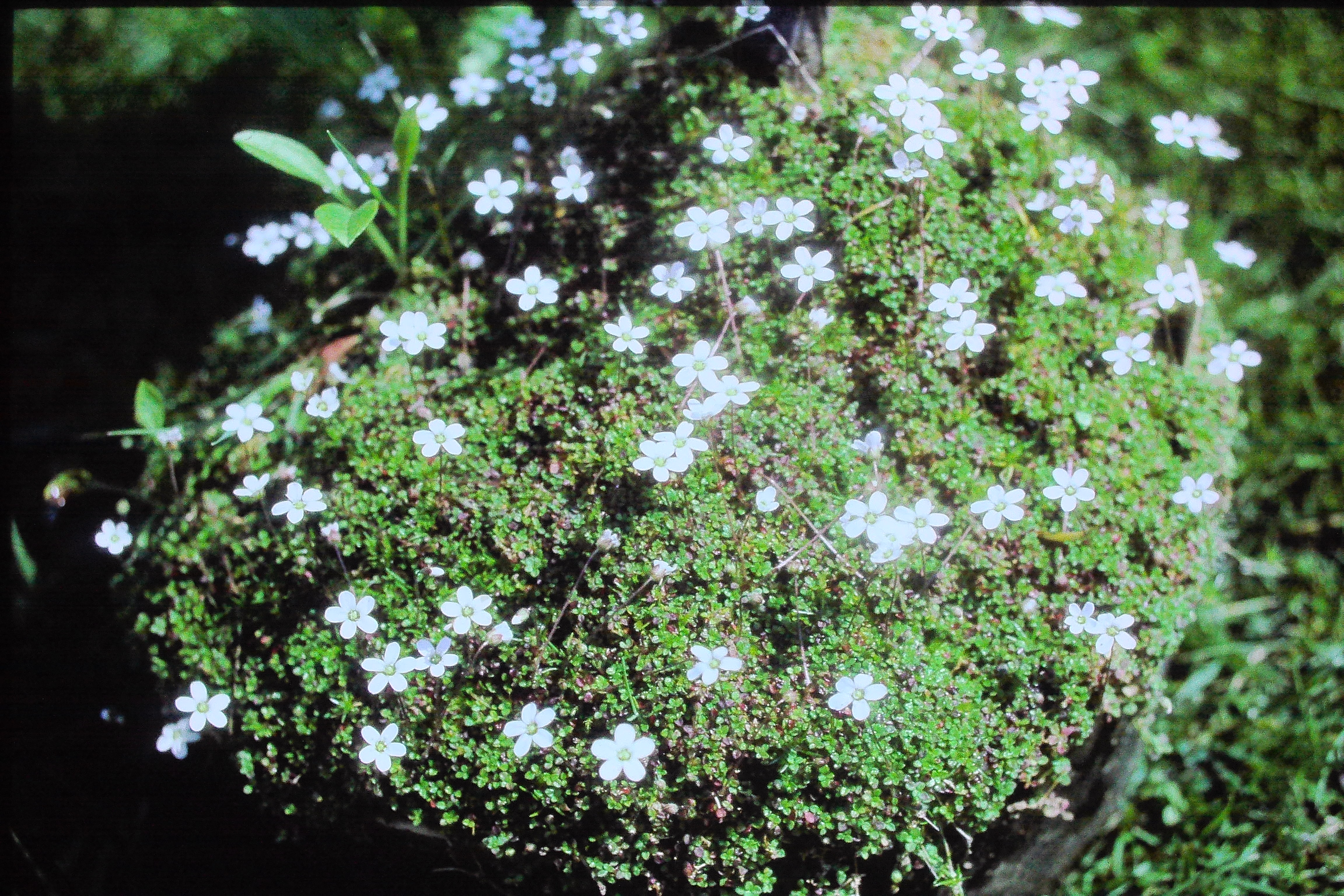 arenariabalearicaPICT00546a