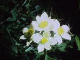 aPICT00420indexanemonenarcissiflora20571foord