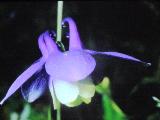 aPICT00514indexaquilegiabicolorfoord
