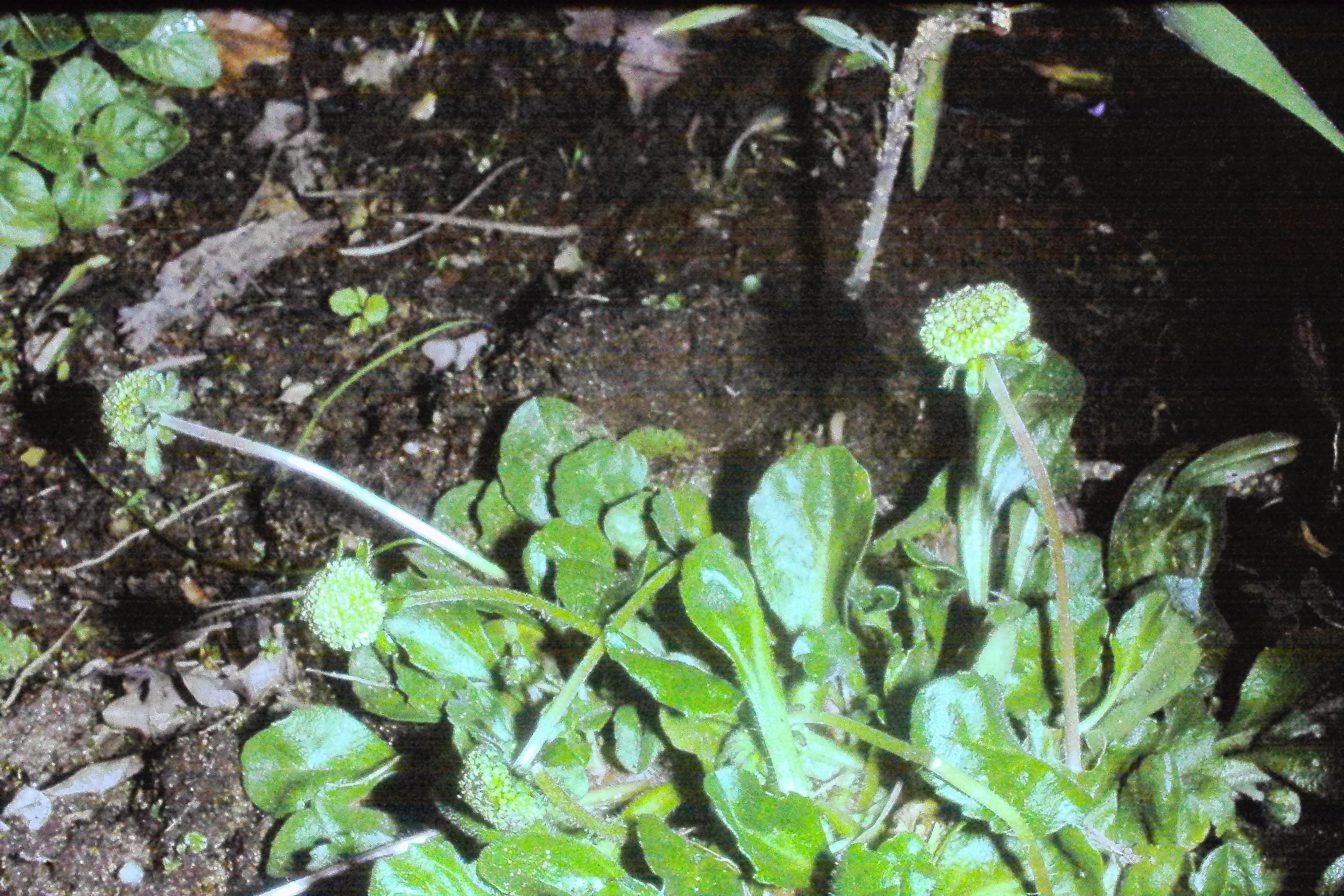 bellisperennisvardiscoideamay81PICT00670a