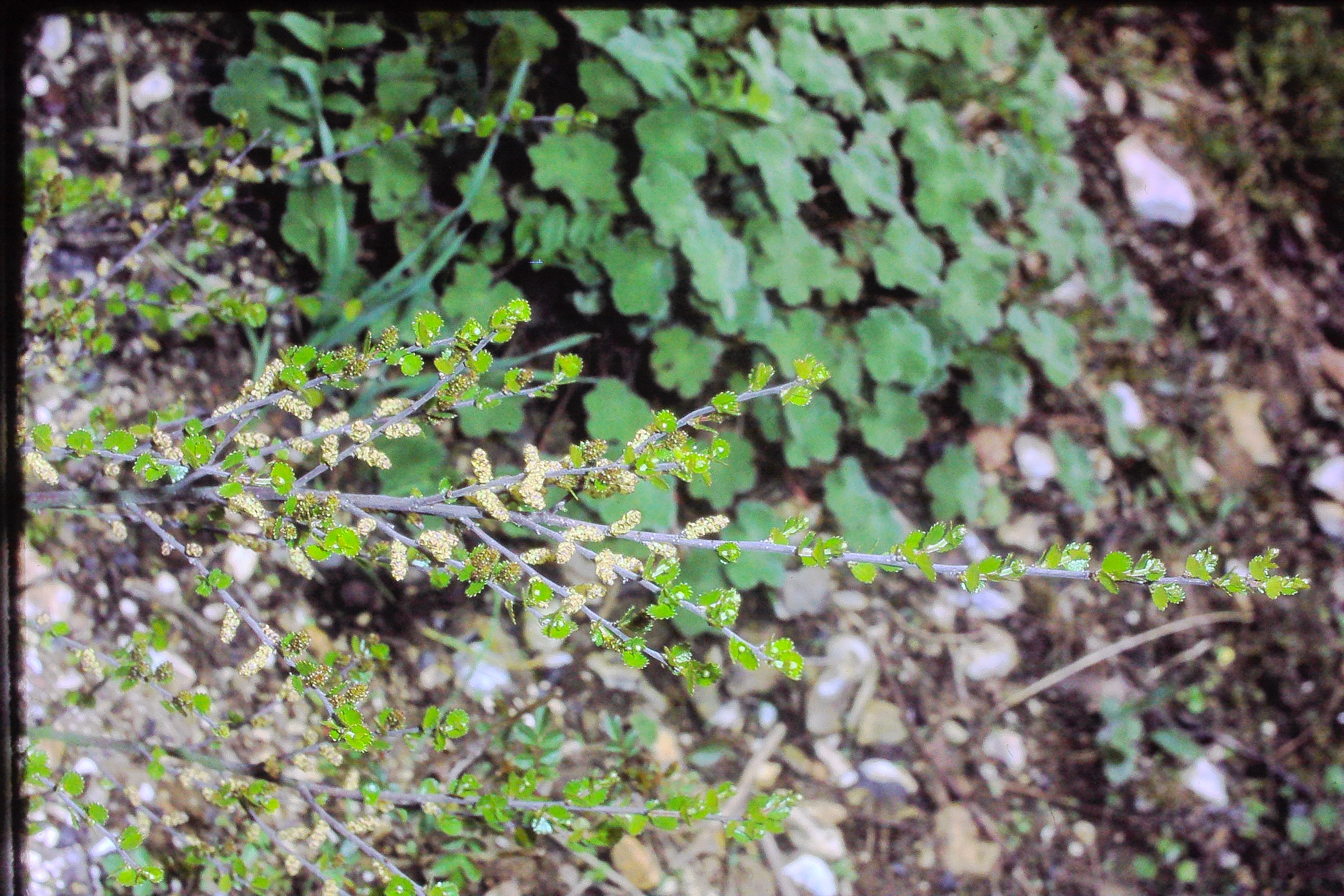 betulananamay79dwarfbirchPICT00707a