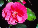 cPICT00748indexcamelliajaponicaadolpheaudussonfoord