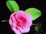 cPICT00756indexcamelliajaponica20468sheffieldparkfoord