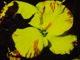 cPICT00951indexcheiranthuswallflowermay84foord