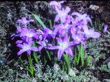 cPICT00952indexchionodoxalucillaeapr79foord