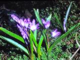 cPICT00956indexchionodoxalucillaeapr79foord