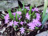 cPICT00957indexchionodoxasardensismay84foord